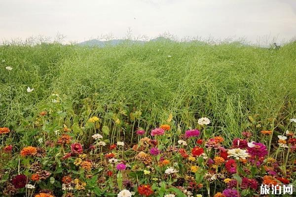 深圳光明小鎮歡樂田園要門票嗎 坐地鐵怎么去