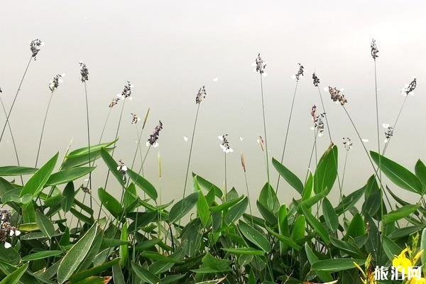 深圳光明小镇欢乐田园要门票吗 坐地铁怎么去