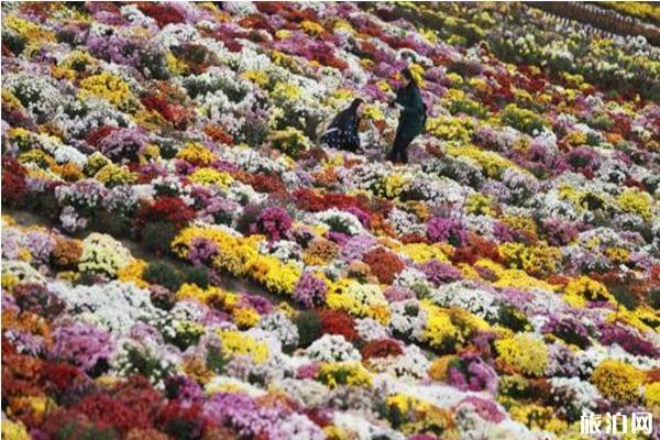 南京农业大学花卉基地在哪里 赏花门票+最近菊花展信息
