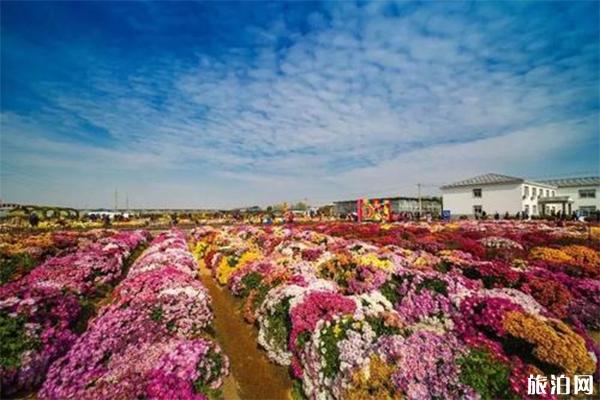 南京農業大學花卉基地在哪里 賞花門票+最近菊花展信息