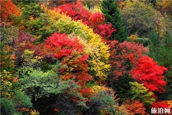 10月四川红叶哪里最好看 四川赏秋红叶胜地红叶情况