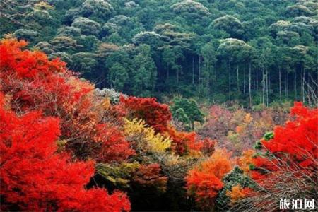 10月四川红叶哪里最好看 四川赏秋红叶胜地红叶情况