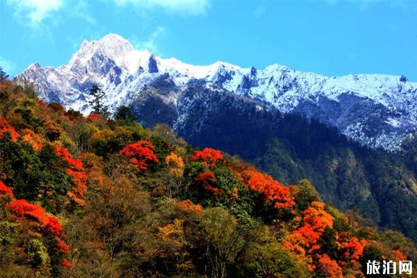 10月四川红叶哪里最好看 四川赏秋红叶胜地红叶情况