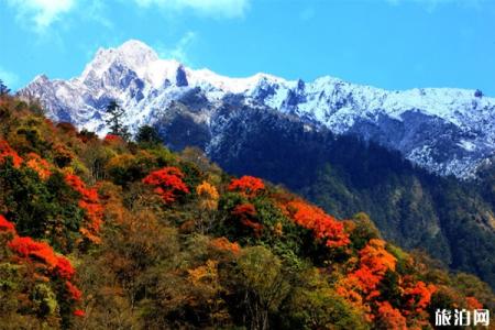 10月四川红叶哪里最好看 四川赏秋红叶胜地红叶情况