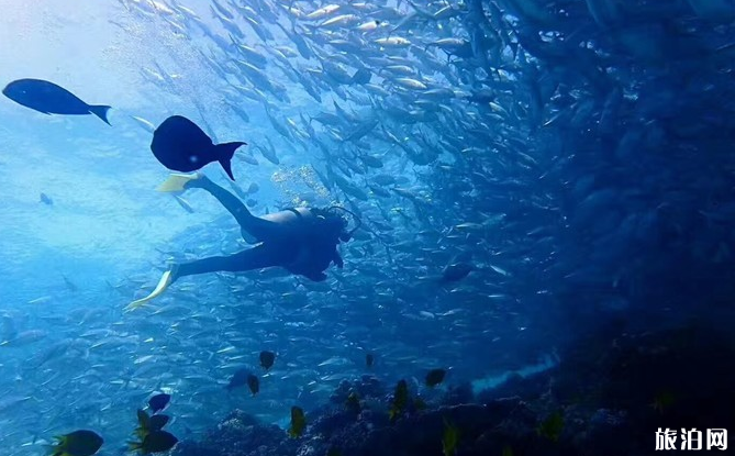 斯米兰岛潜水多少钱