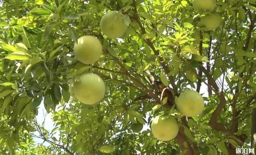 武漢沙湖公園柚子和橘子可以摘下來吃嗎