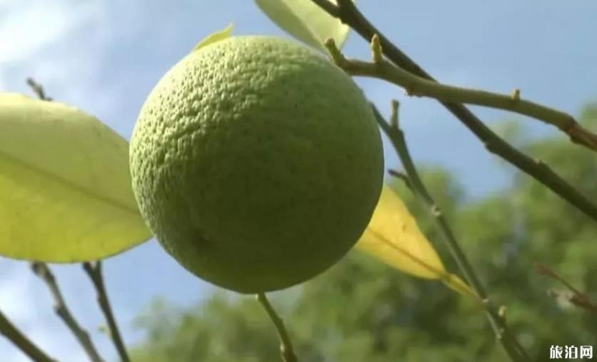 武漢沙湖公園柚子和橘子可以摘下來吃嗎