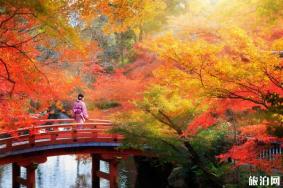日本秋季赏枫叶时