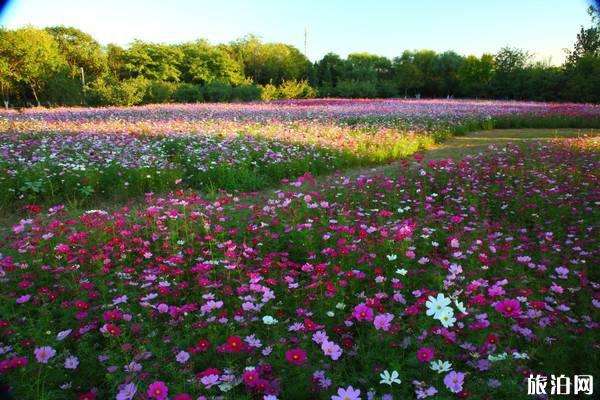 奥森公园波斯菊展2019日期+地点+交通+介绍