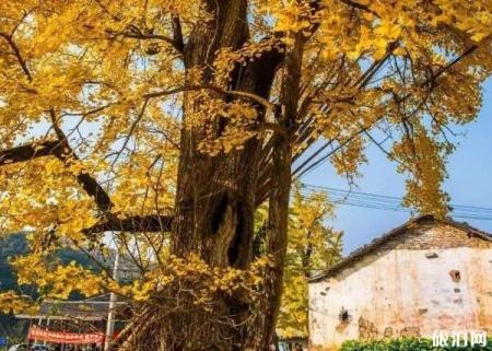 杭州适合秋游的地方 杭州适合秋天玩的景点