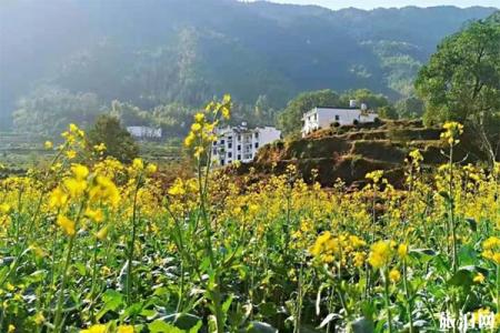 秋天婺源有油菜花吗2022