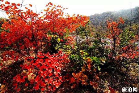 2019年10月洛阳免费景区推荐