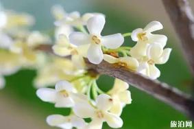 桂林哪里桂花开了