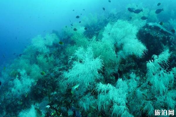 托吉安群岛潜水点分布推荐