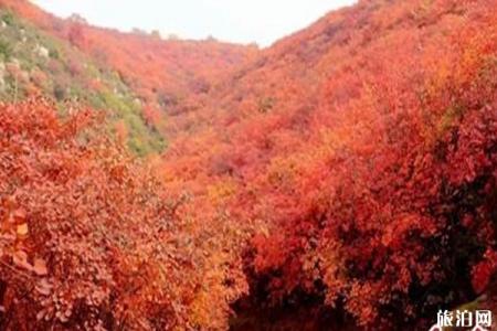 2019汝州红叶节在哪里举办+时间+活动介绍