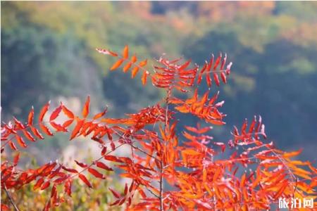 2019汝州红叶节在哪里举办+时间+活动介绍