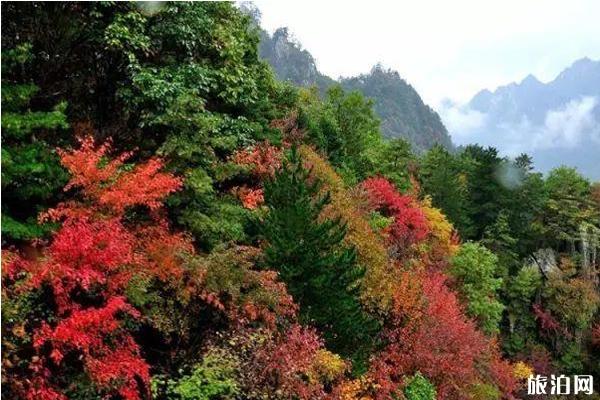 老界嶺紅葉節2019時間+門票+地點+活動介紹