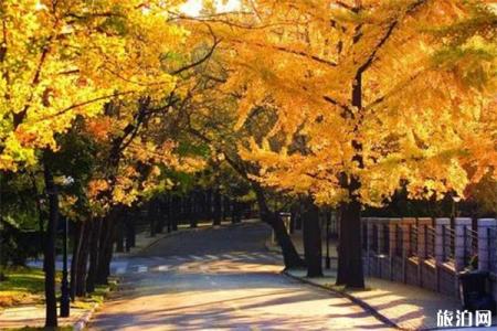 青岛赏秋景的地方在哪里 青岛赏叶地图