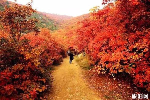 汝州大峪鎮紅葉節什么時候舉辦 附2019汝州紅葉節信息