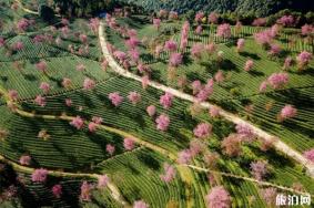 无量山樱花谷最佳游玩时间介绍 附门票、地址、交通、景区介绍