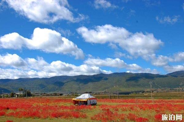 丽江旅游常见骗局