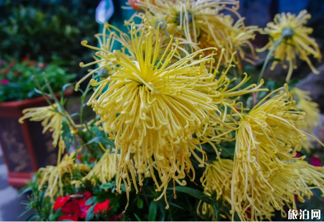 2019南京湖熟稻菊花展时间地点+门票 玄武湖公园菊花开了吗