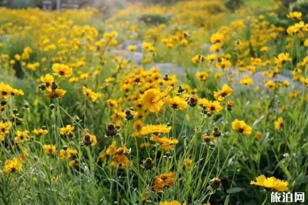 2019重庆秋季赏花的景区 重庆粉黛乱子草在什么地方