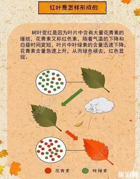 北京紅葉觀賞地圖 北京紅葉什么時候觀賞最好