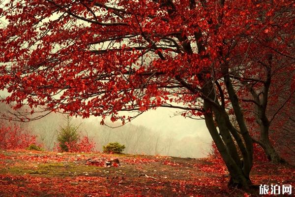 北京2019香山紅葉節(jié)時間+門票+地點+觀賞路線