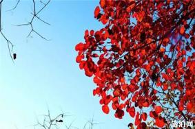 2019禹州大鸿寨红叶节时间 2019禹州大鸿寨红叶节门票价格+地点+交通+介绍