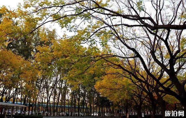 2019北京秋天赏红叶的地方有哪些