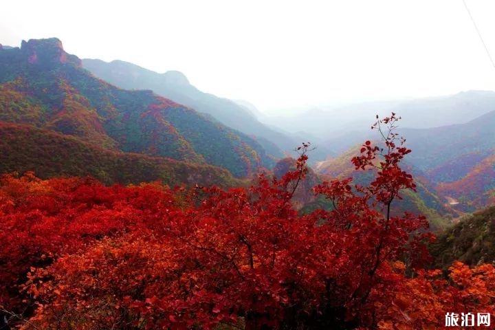 2019涉县庄子岭看红叶时间 涉县庄子岭红叶最佳观赏期