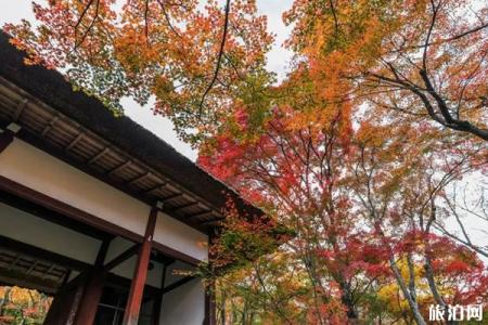 岚山枫叶2019最佳时间+观赏地点推荐