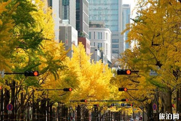 大阪银杏什么时候黄 大阪银杏多的景点有哪些