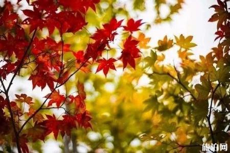朱雀国家森林公园门票多少钱 秋天朱雀国家森林公园怎么样