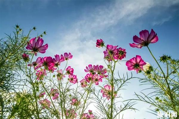 2019射阳江苏菊花文化艺术节10月18日开启 附菊花节活动内容