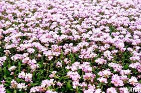 2019鄱阳湖蓼子花什么时间开花 鄱阳湖蓼子花海具体位置整理