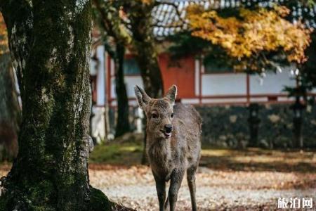 奈良公园有多少鹿 奈良公园的鹿几点回家