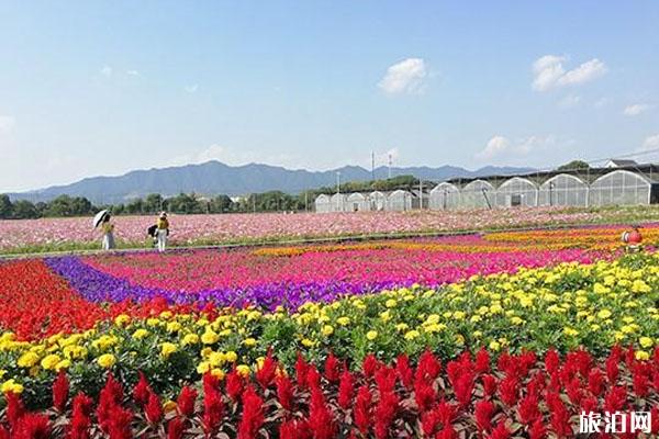 荻浦花海要門票嗎 荻浦花海怎么樣