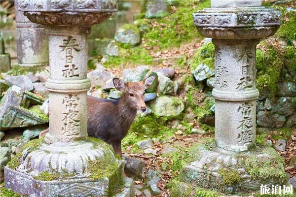 奈良公园游玩路线+景点介绍