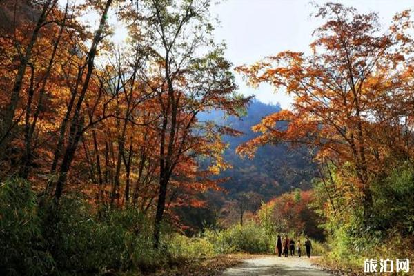 青川唐家河红叶节几月份 附2019年唐家河红叶节10月25日开幕信息