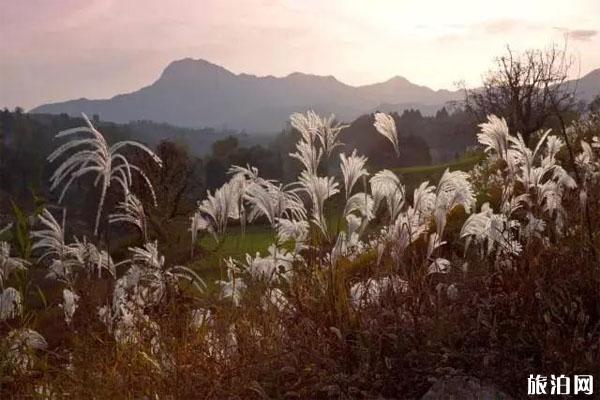 陕西哪里芦苇最多 陕西哪里芦苇荡最漂亮