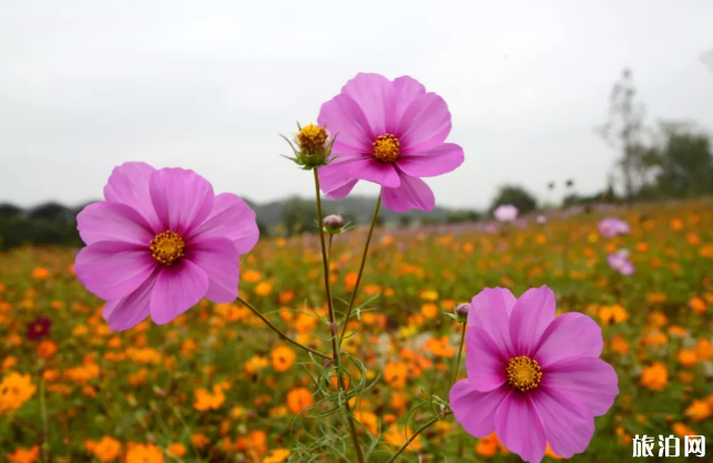 南京格桑花观赏地点推荐