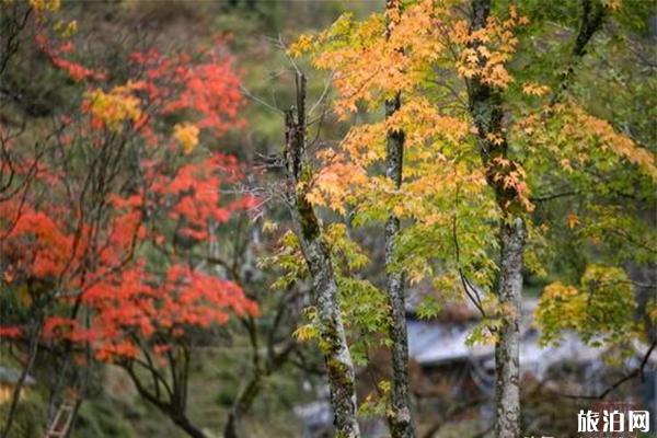 二郎山紅葉什么時候紅 附2019二郎山紅葉節信息