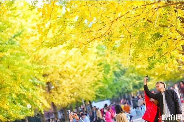 辽宁大学银杏节10月24日开启 什么时候可以去观赏