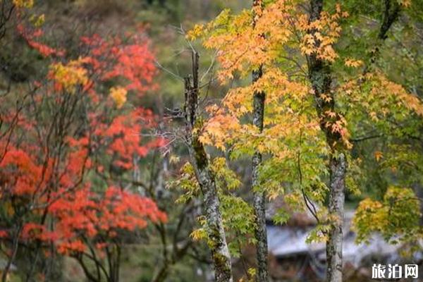 二郎山喇叭河風(fēng)景區(qū) 二郎山喇叭河游玩攻略 二郎山紅葉節(jié)活動(dòng)攻略