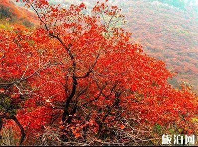 中国红叶地图 2019中国红叶最佳观赏地