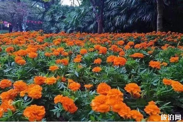 重庆哪里可以赏菊