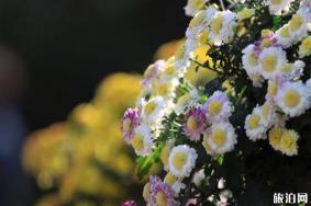 固镇2019首届菊花文化旅游节10月26日开启
