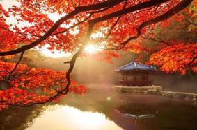 济南哪里的红叶最好 济南红叶观赏指南（门票+地址+交通）